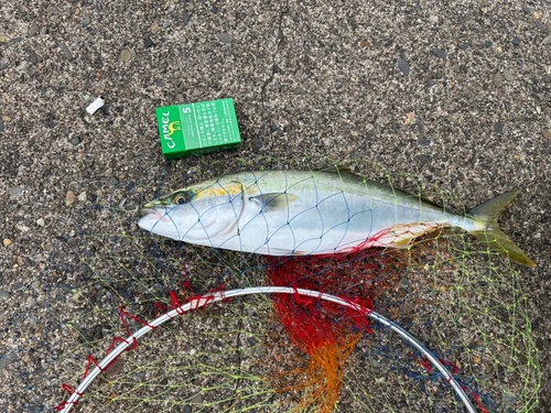 ヤズの釣果