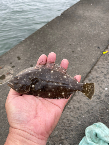 ヒラメの釣果