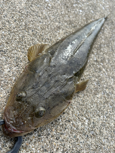 マゴチの釣果