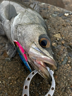 スズキの釣果