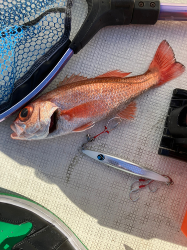 アカムツの釣果