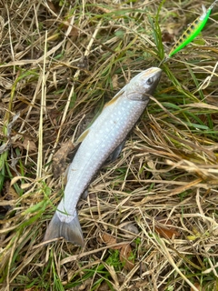 アメマスの釣果