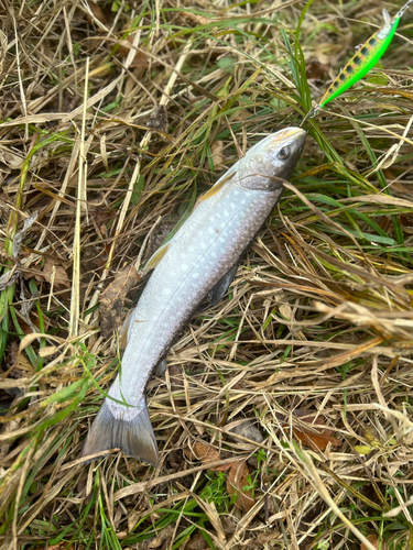 アメマスの釣果