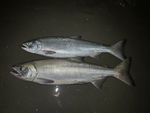 アキアジの釣果