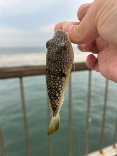 フグの釣果