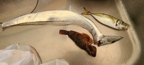 タチウオの釣果