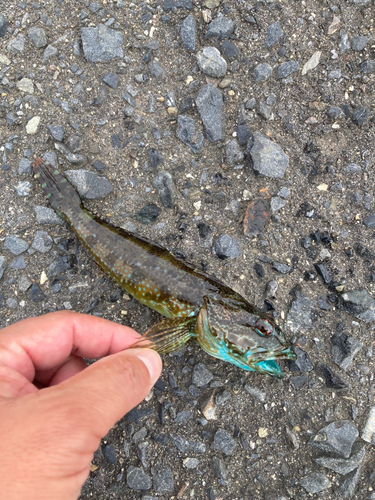 アナハゼの釣果