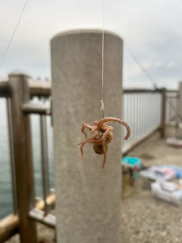 タコの釣果