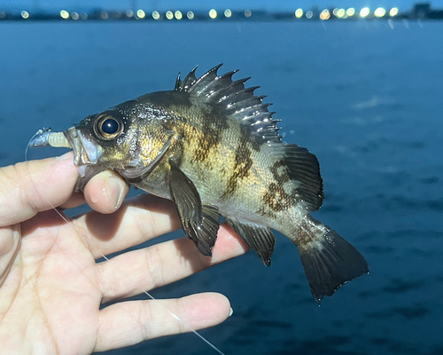 メバルの釣果