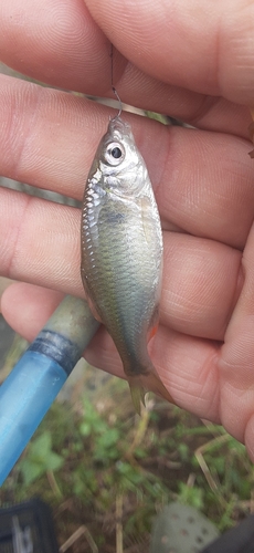 ヤリタナゴの釣果