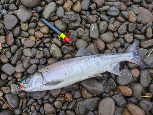 アキアジの釣果