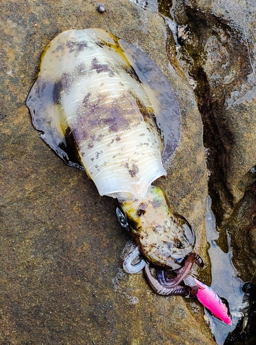 田辺湾