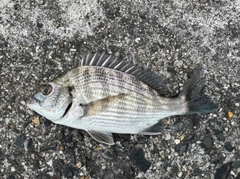 クロダイの釣果