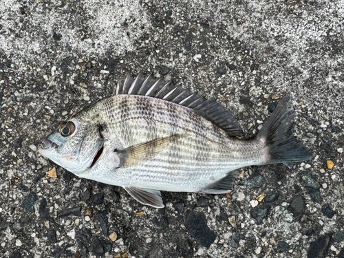 伊勢湾湾奥