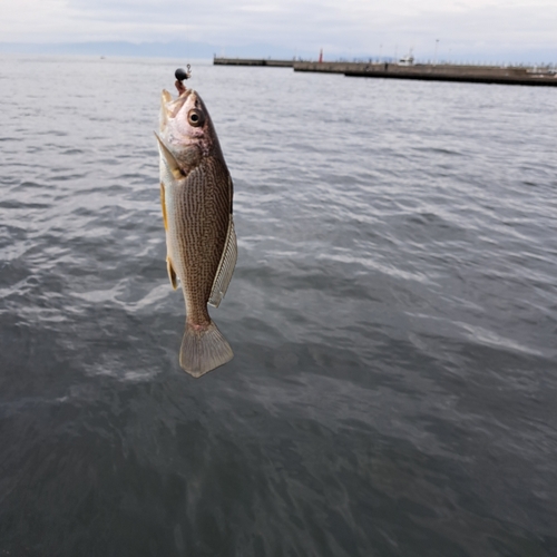 ニベの釣果