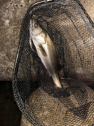 スズキの釣果