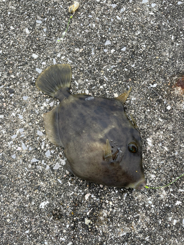 カワハギの釣果