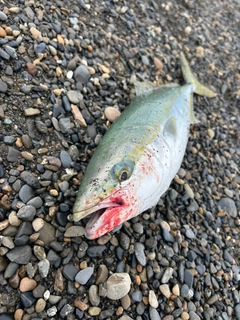 イナダの釣果