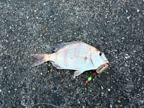 チャリコの釣果