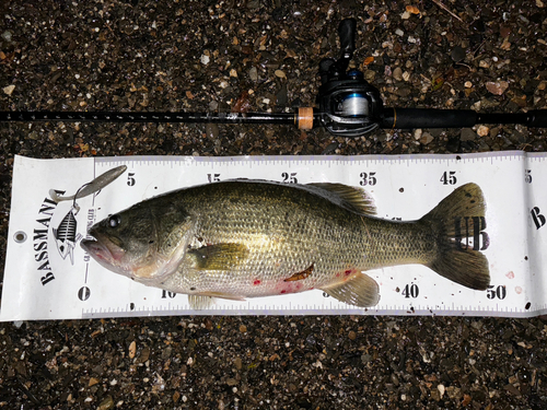 ブラックバスの釣果