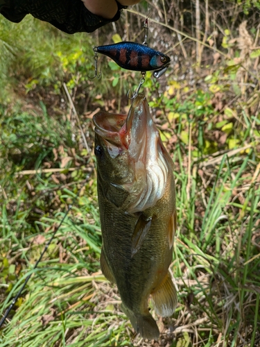 ラージマウスバスの釣果