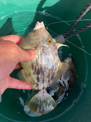 カワハギの釣果