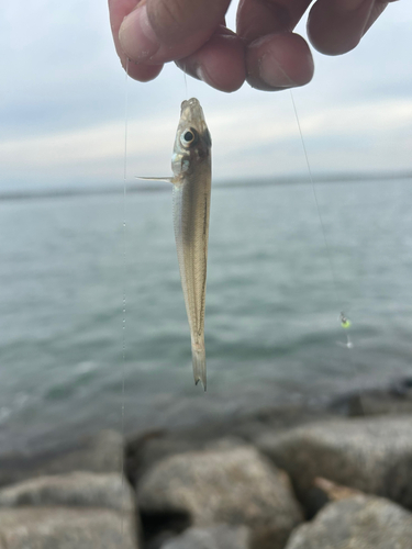 キスの釣果