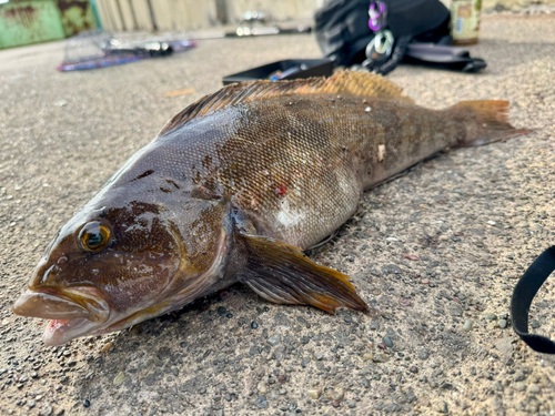 アイナメの釣果