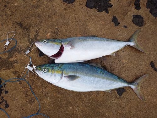 ハマチの釣果