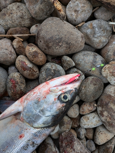 アキアジの釣果