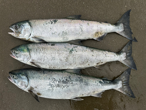 アキアジの釣果