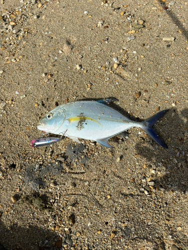 カスミアジの釣果