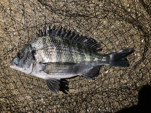 クロダイの釣果