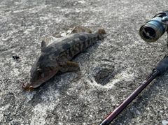 アイナメの釣果