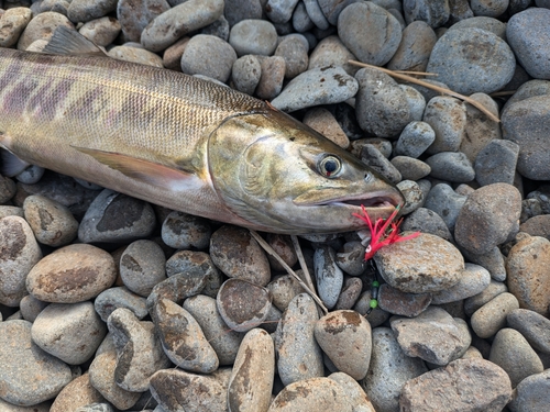 アキアジの釣果