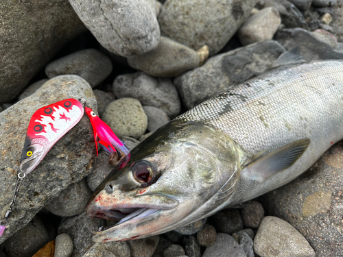 アキアジの釣果