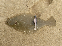 ヒラメの釣果