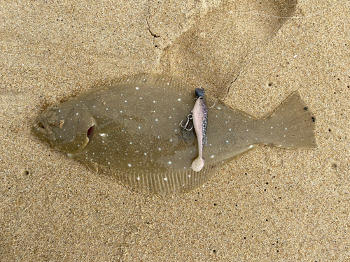 ヒラメの釣果