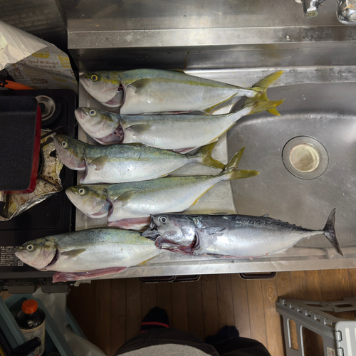 ソウダガツオの釣果