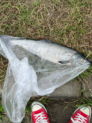 シロザケの釣果