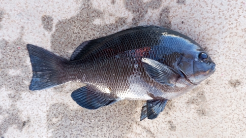 グレの釣果