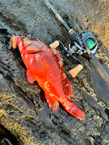 アカハタの釣果