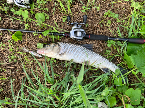 ニゴイの釣果