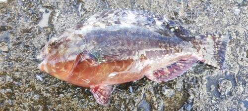 イラブチャーの釣果