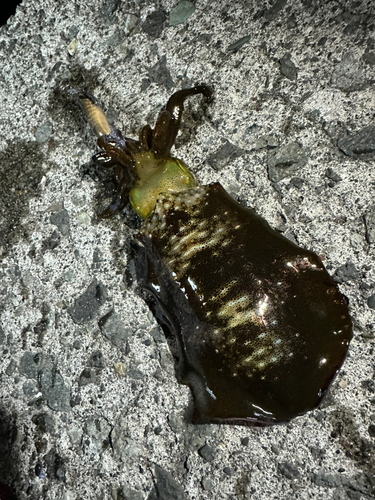 マメイカの釣果