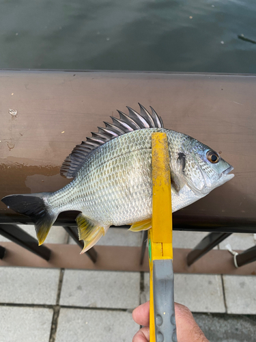 キビレの釣果