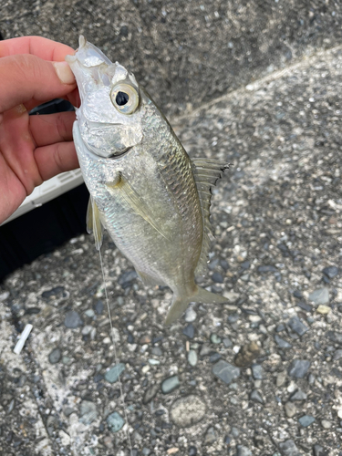 クロサギの釣果