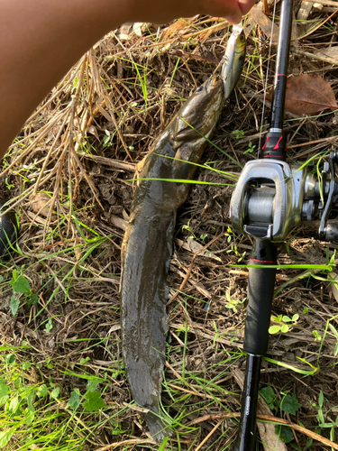 ニホンナマズの釣果