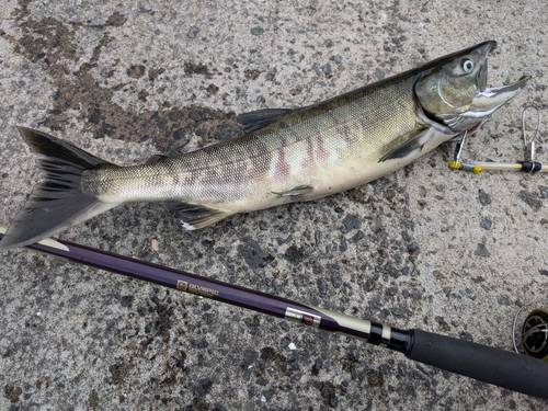 アキアジの釣果