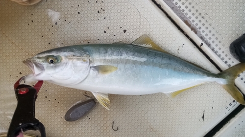 メジロの釣果